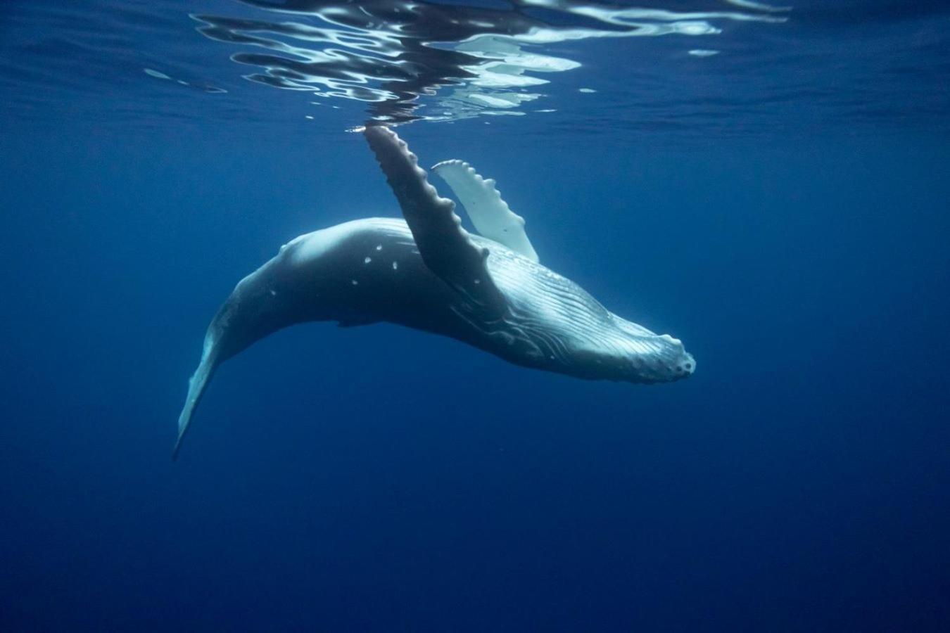 Maui Homestay Vue Ocean Exceptionnelle & Baleines En Saison Tohautu Zewnętrze zdjęcie