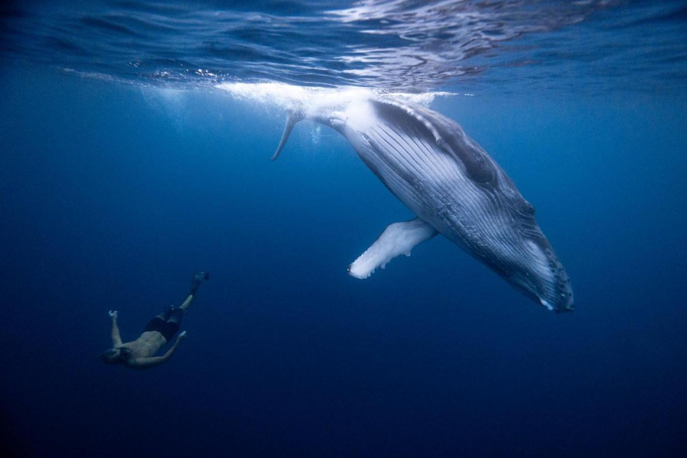 Maui Homestay Vue Ocean Exceptionnelle & Baleines En Saison Tohautu Zewnętrze zdjęcie